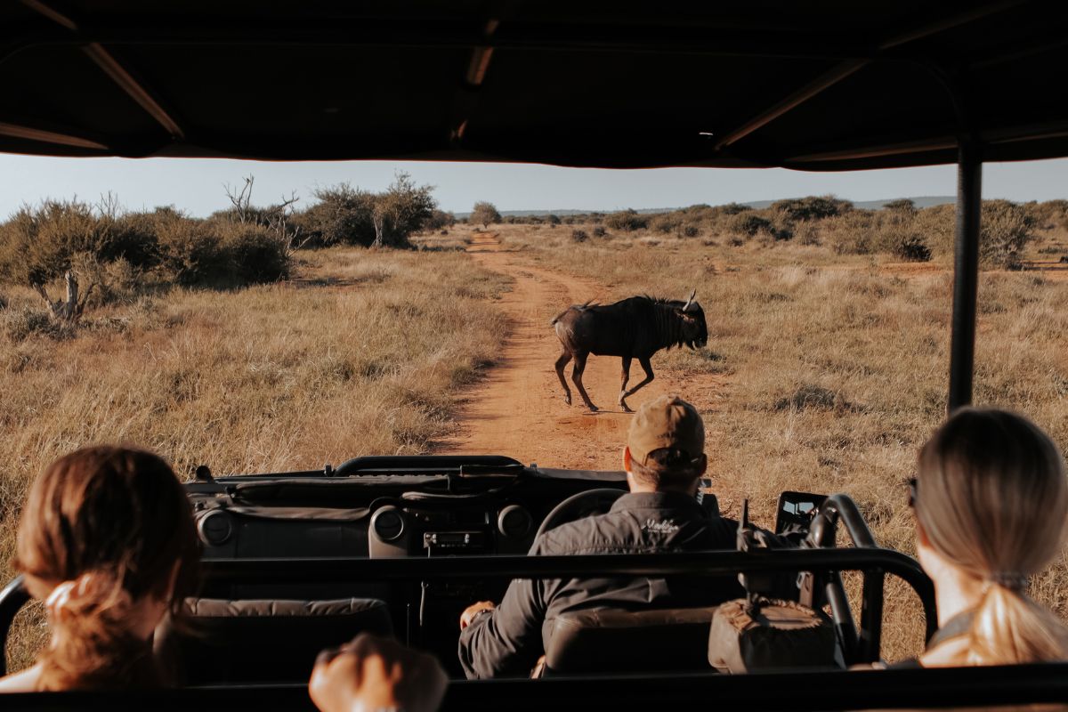 how to book an African safari