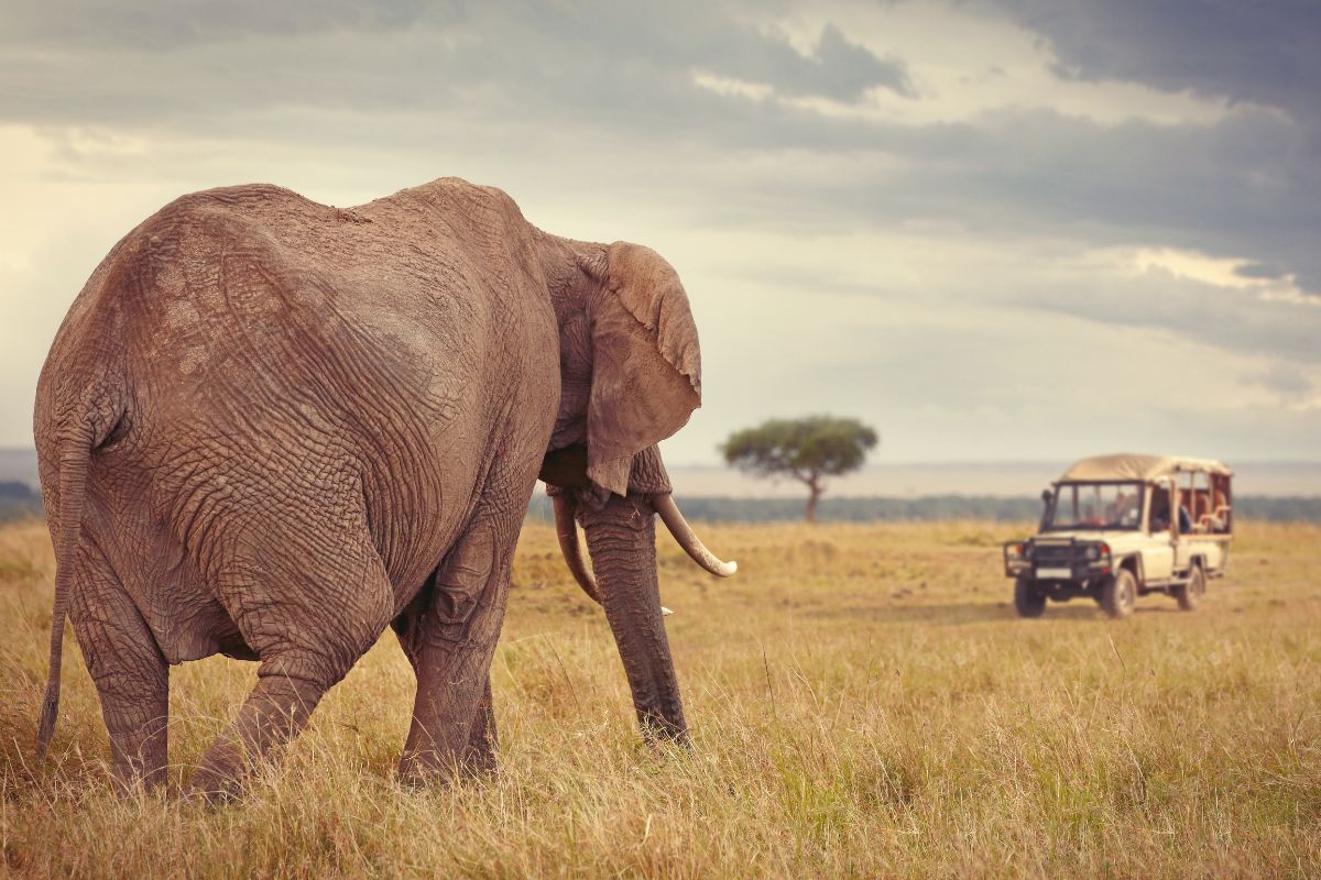 how to book an African safari 
