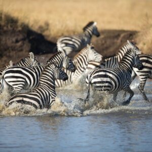 how to book an African safari