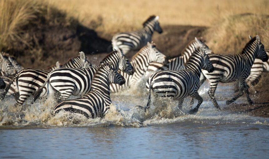 Top 5 Expert Tips for Booking an African Safari in 2026