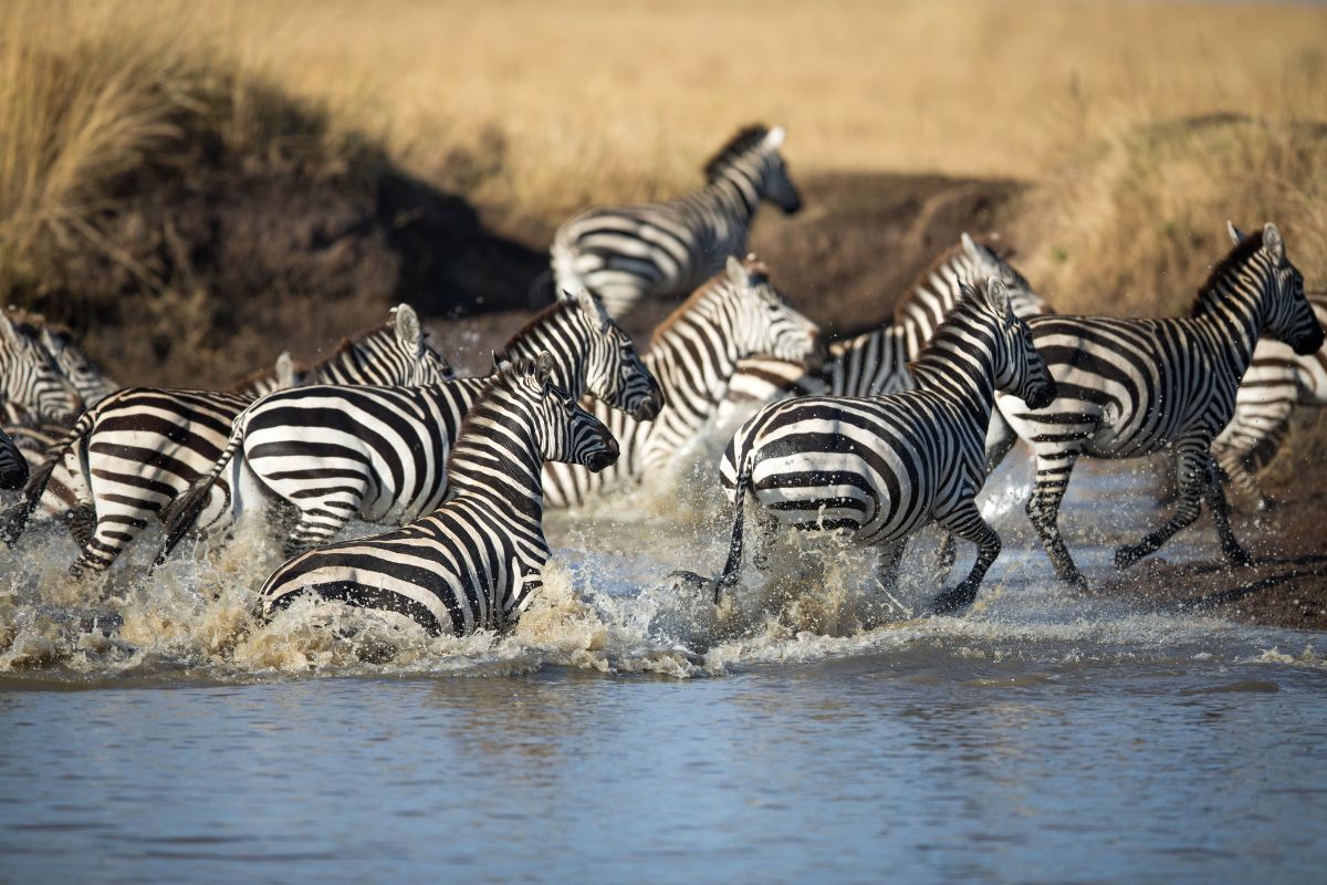 how to book an African safari