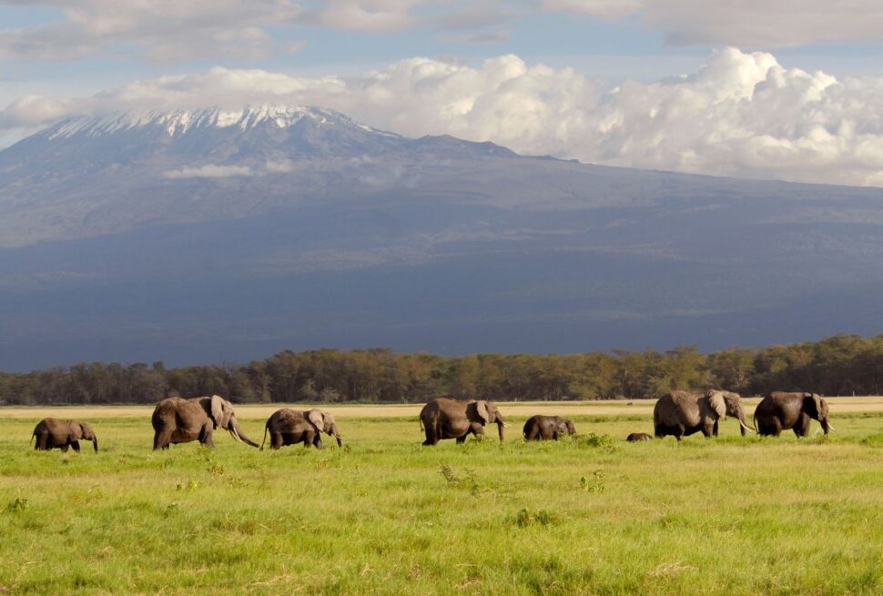 Amboseli National Park Safari