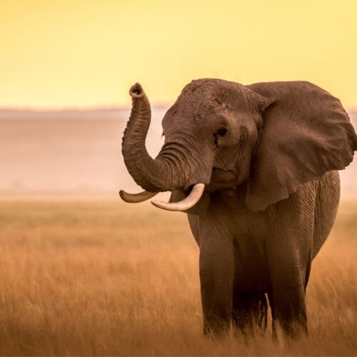 Amboseli National Park Safari