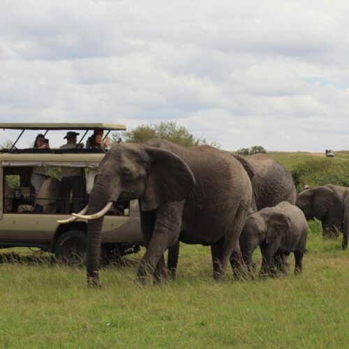 First-Time Safari Travelers in Kenya