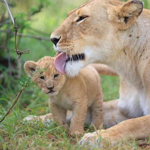 1 week luxury Kenya safari and Diani beach