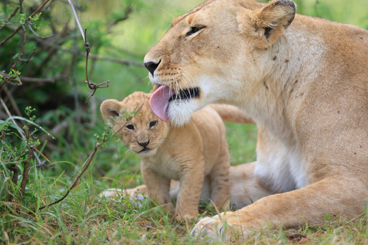 1 week luxury Kenya safari and Diani beach