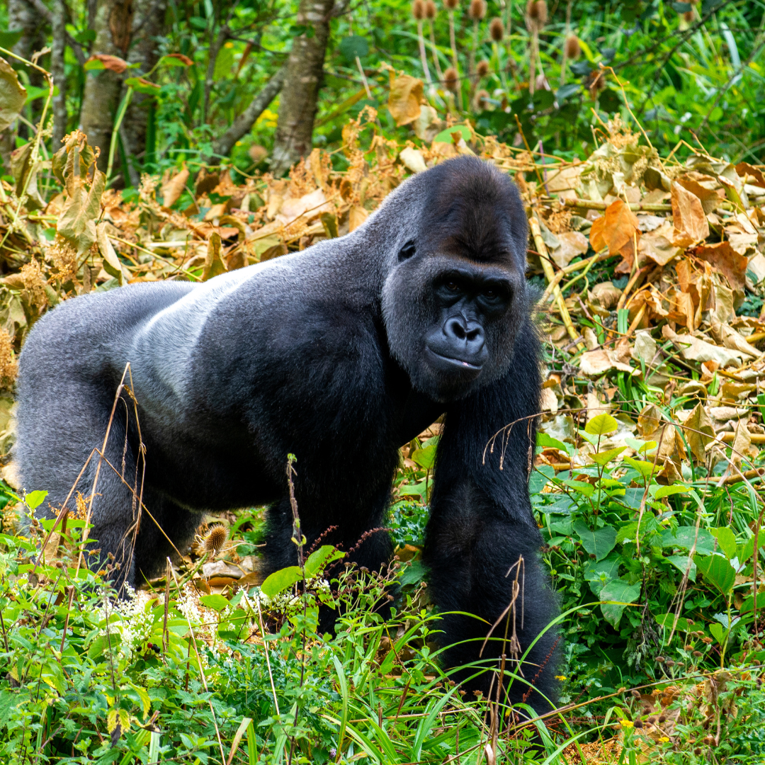 5-Day Kibale & Bwindi Safari: Chimpanzee and Gorilla Trekking Adventure