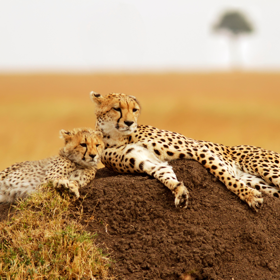 6-Day Samburu, Lake Naivasha & Masai Mara Safari Adventure