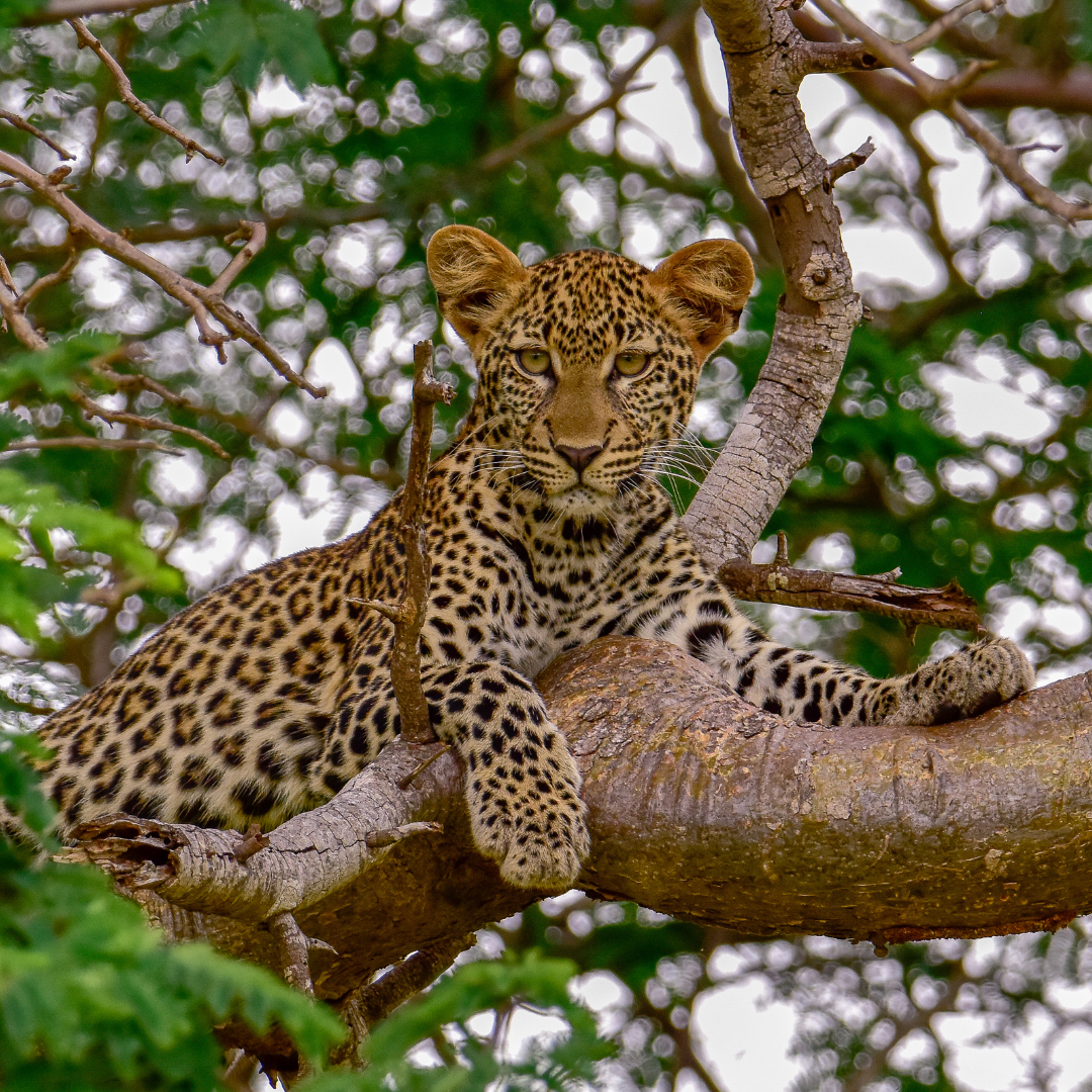 11 Days Across Kenya:From Cityscapes to Savannahs.