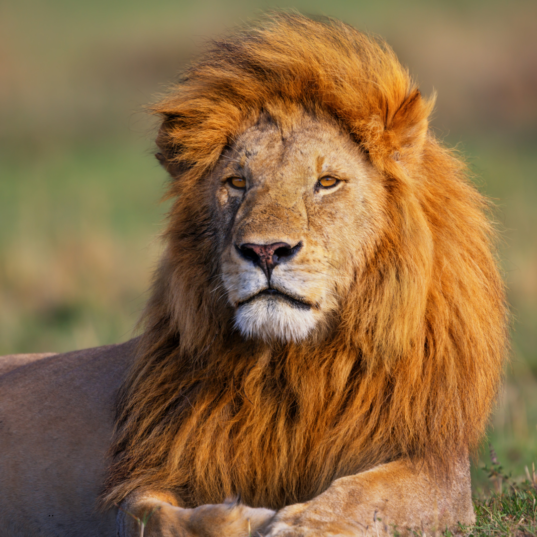 11-Day Kenyan Safari: From Lake Naivasha to Masai Mara and Beyond