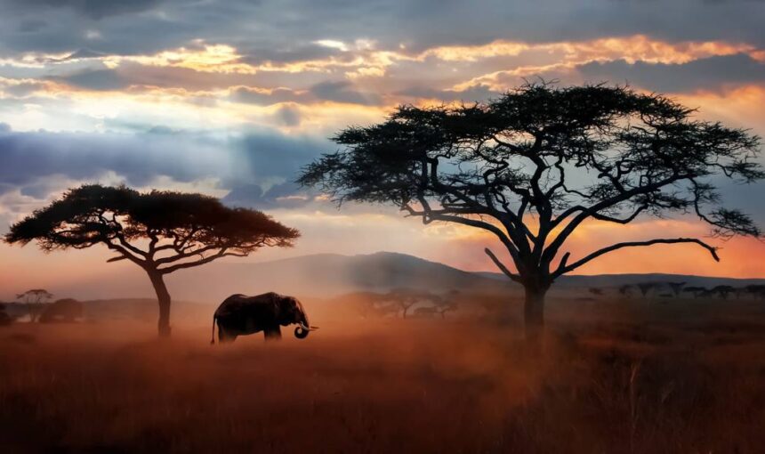 7-Day Tanzania Safari: Tarangire, Ngorongoro & Serengeti